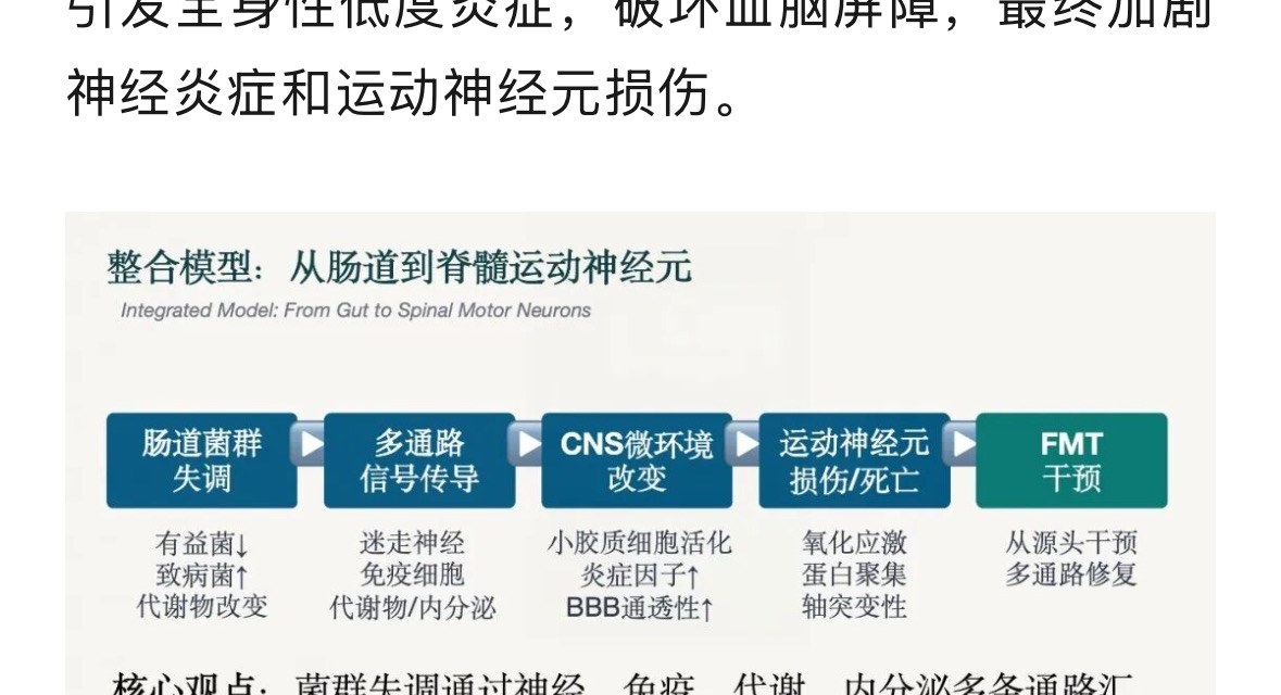 整合模型：从肠道到脊髓运动神经元